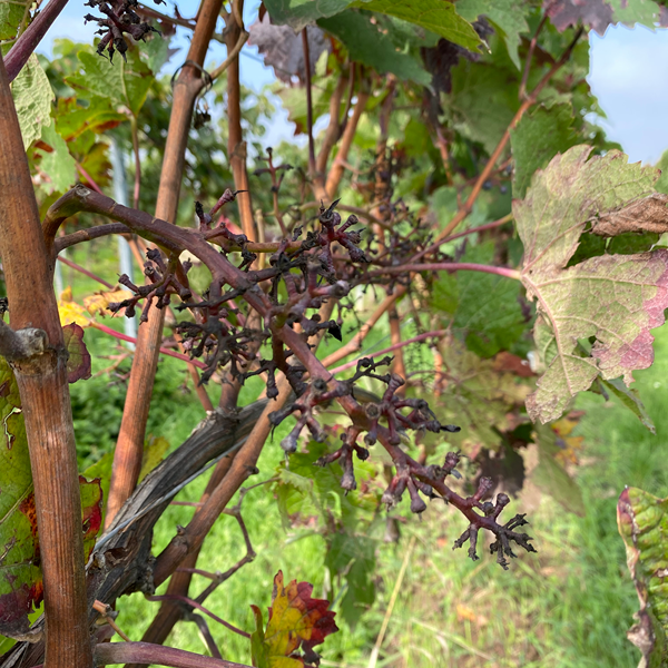 die Arbeiten am Weinberg beginnen beizeiten mit dem Rebschnitt die Arbeiten am Weinberg beginnen beizeiten mit dem Rebschnitt