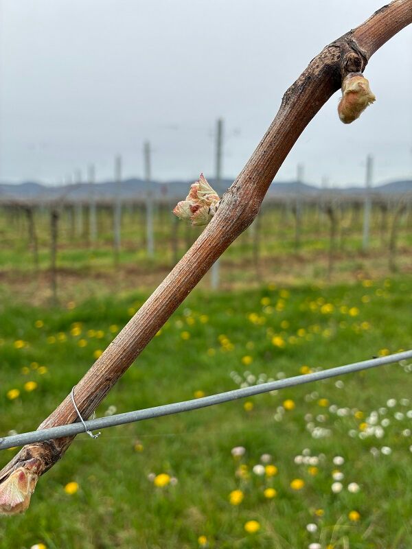 die Arbeiten am Weinberg beginnen beizeiten mit dem Rebschnitt